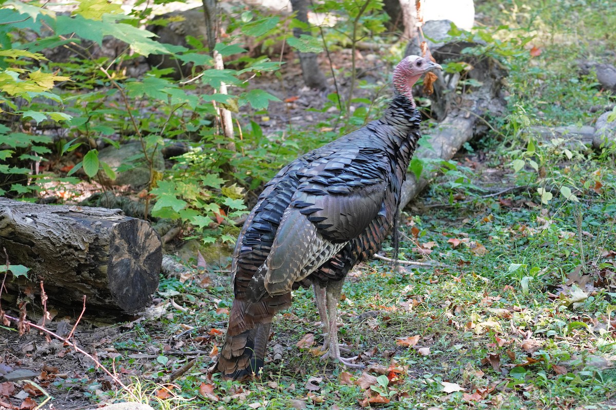 Wild Turkey - Keith Wickens