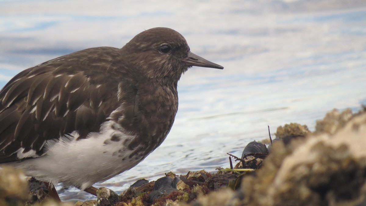 Black Turnstone - ML624574082