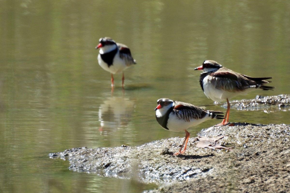 Black-fronted Dotterel - ML624574083