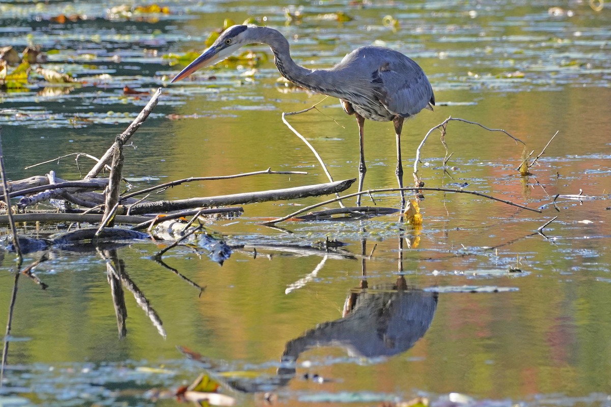 Great Blue Heron - Keith Wickens