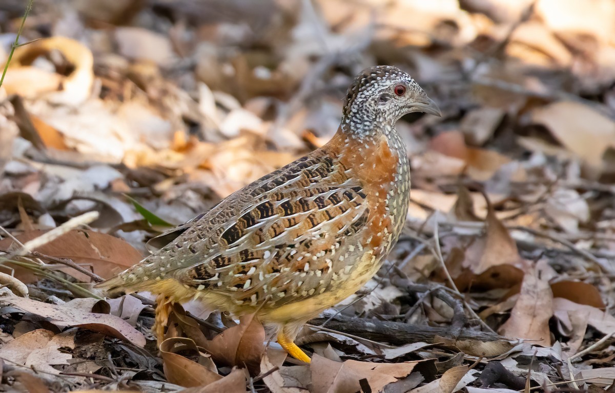 Painted Buttonquail - ML624574092