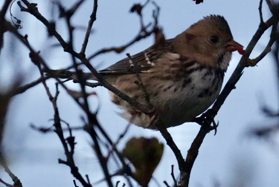 Harris's Sparrow - ML624574094