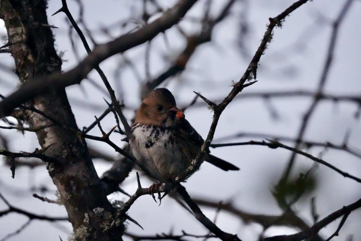 Harris's Sparrow - ML624574095