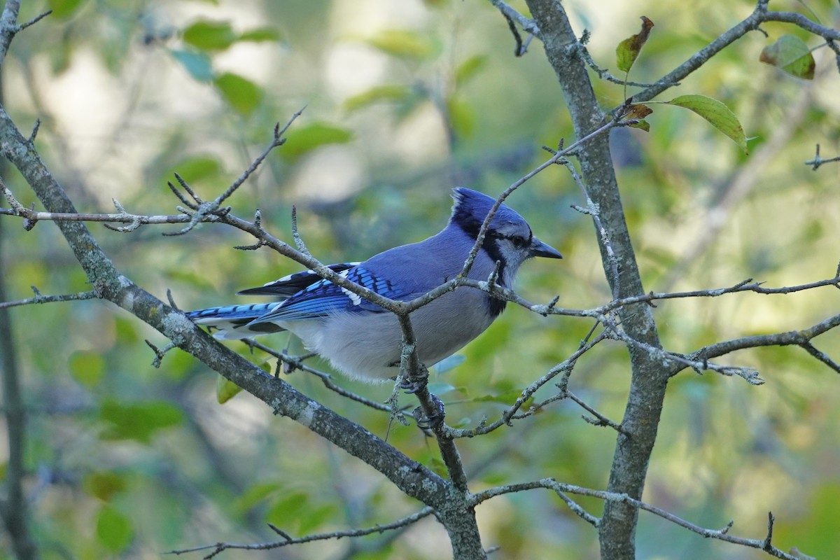 Blue Jay - ML624574108