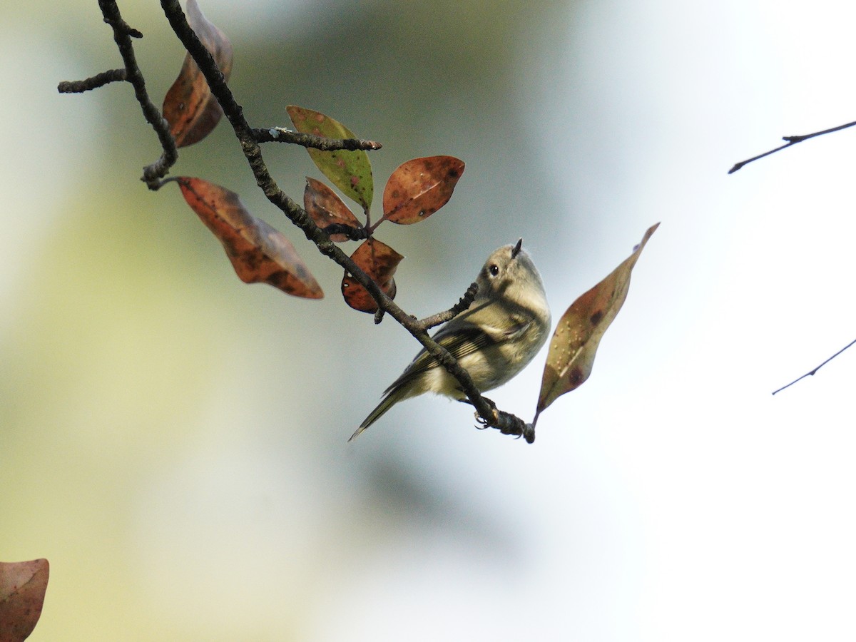 Ruby-crowned Kinglet - Julia Gross