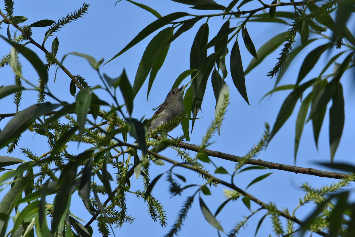 מלכילון אמריקני - ML624574114