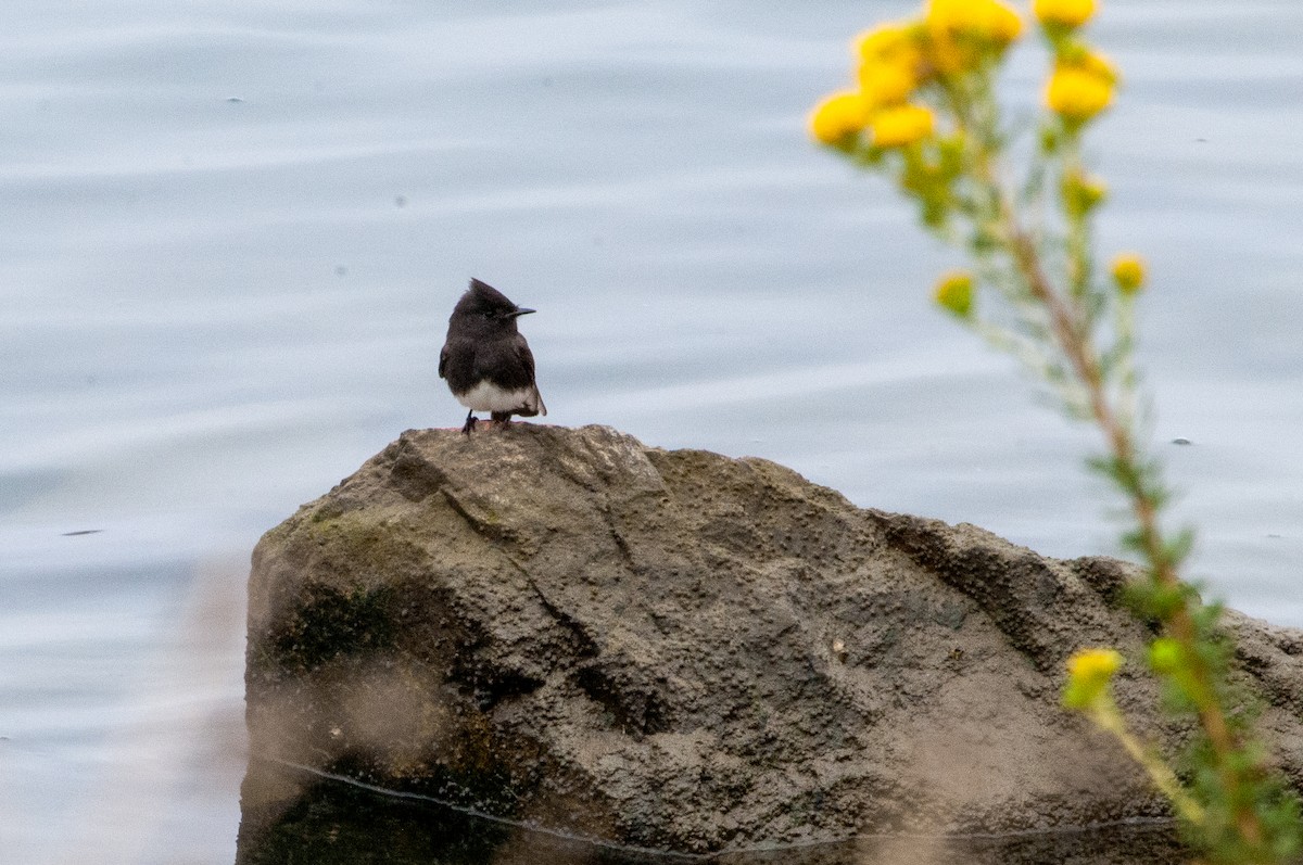 Black Phoebe - ML624574118