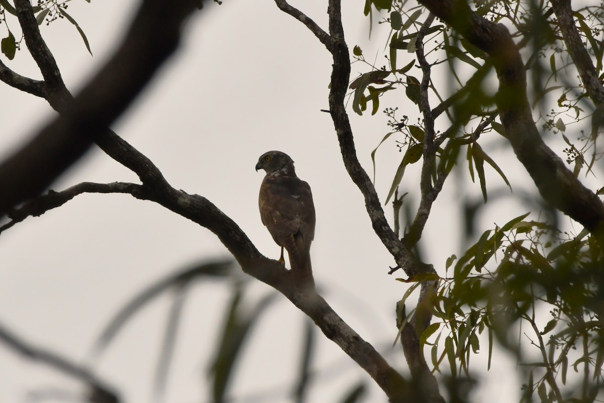 Brown Goshawk - ML624574163