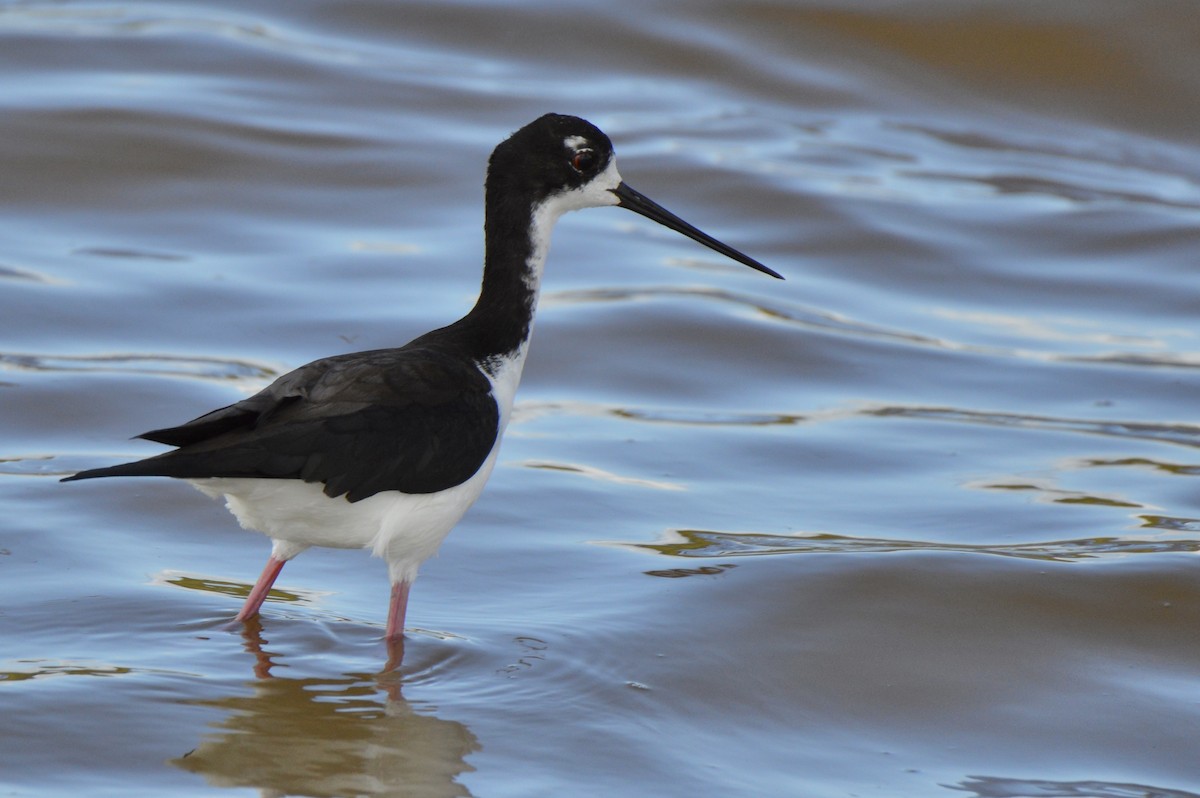 Black-necked Stilt (Hawaiian) - JJ Shaeffer