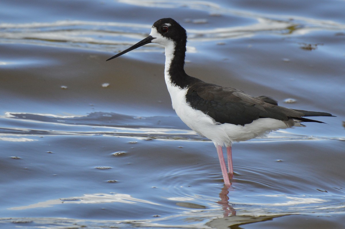 Black-necked Stilt (Hawaiian) - JJ Shaeffer