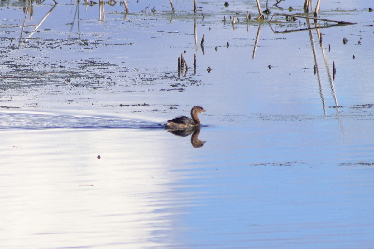 Pied-billed Grebe - ML624574255