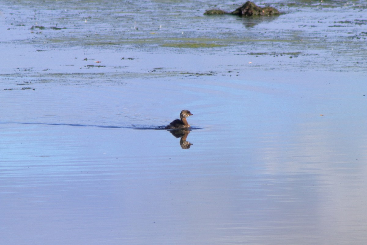 Pied-billed Grebe - ML624574256