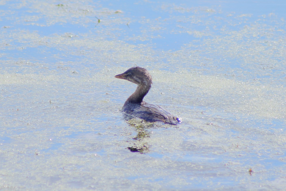 Grèbe à bec bigarré - ML624574257