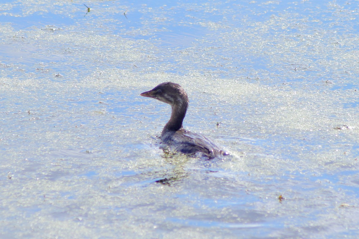 Pied-billed Grebe - ML624574258