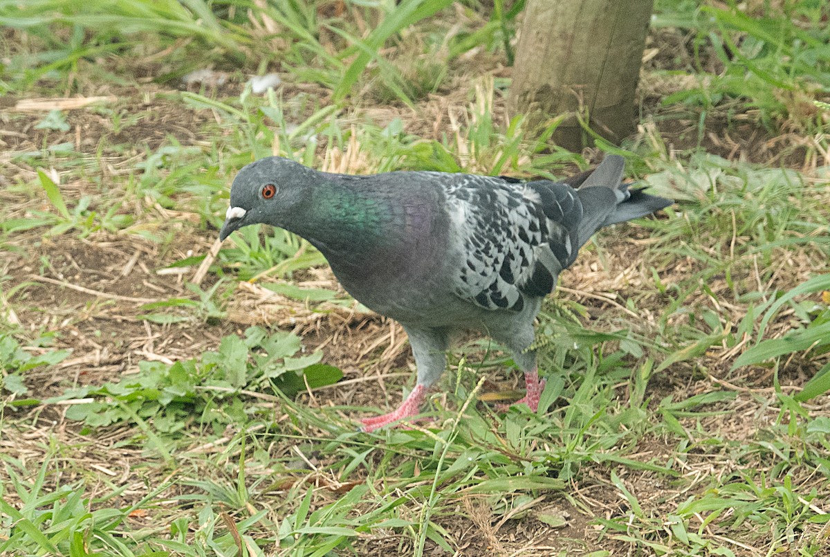 Rock Pigeon (Feral Pigeon) - ML624574264