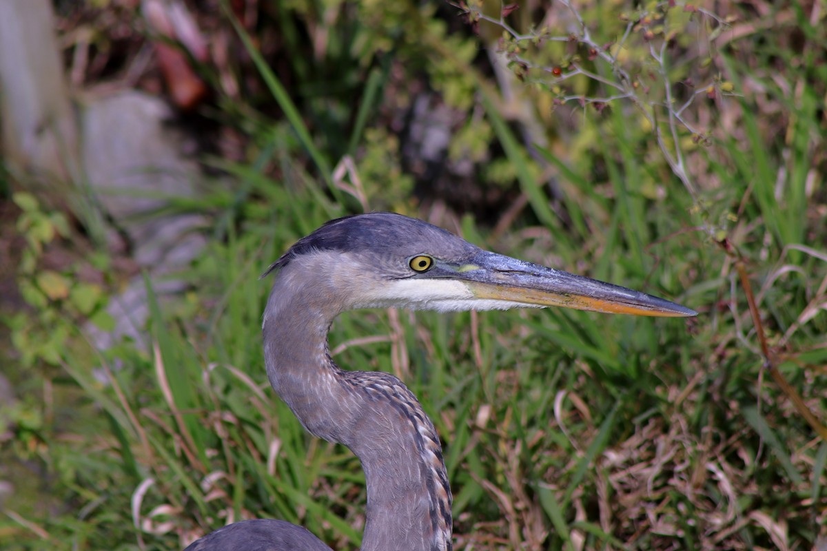 Great Blue Heron - Cory Ruchlin