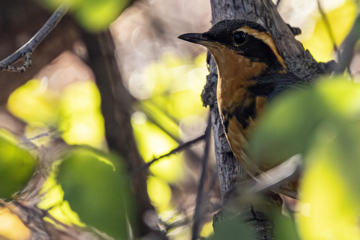 Varied Thrush - Jef Blake