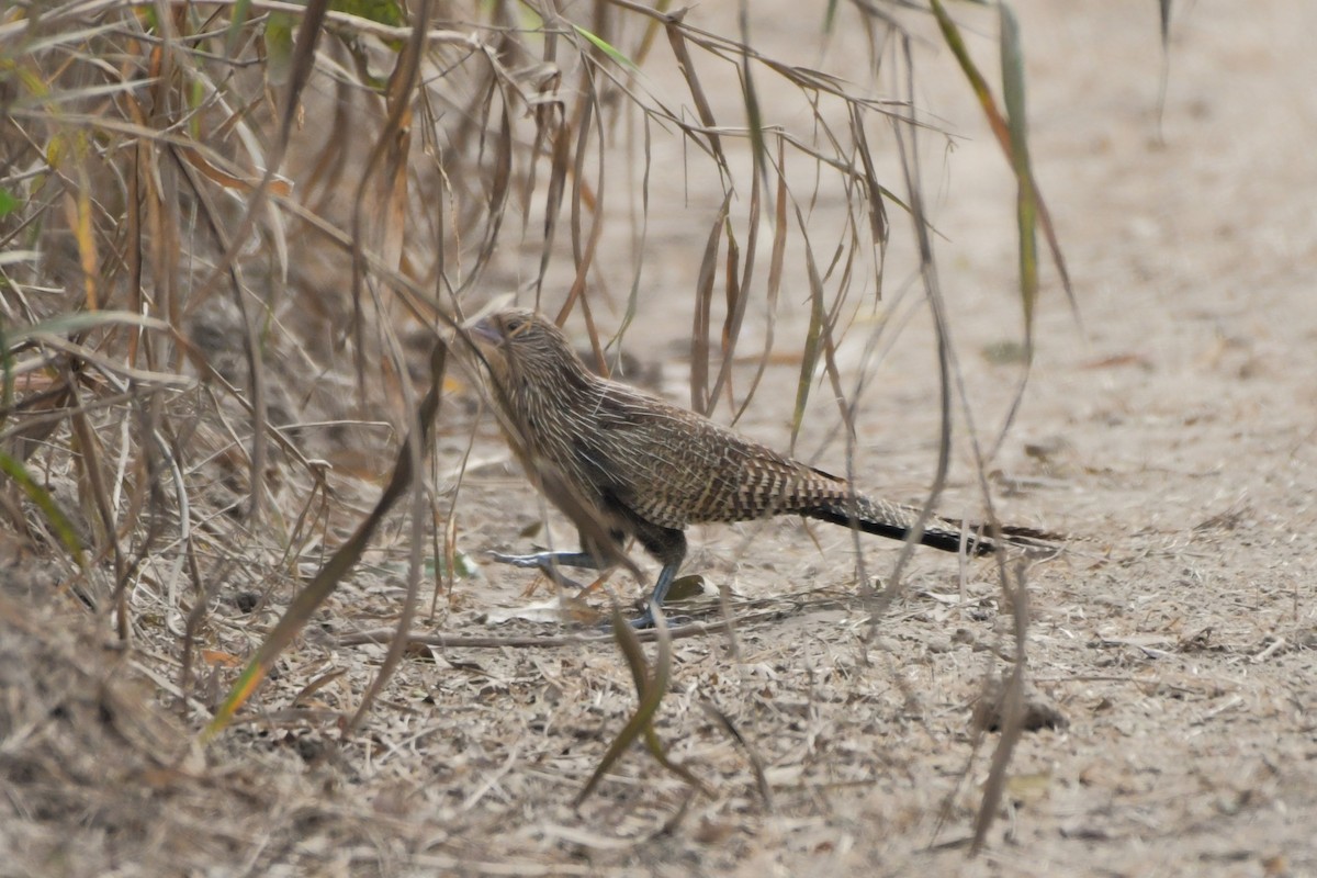 Pheasant Coucal - ML624574325