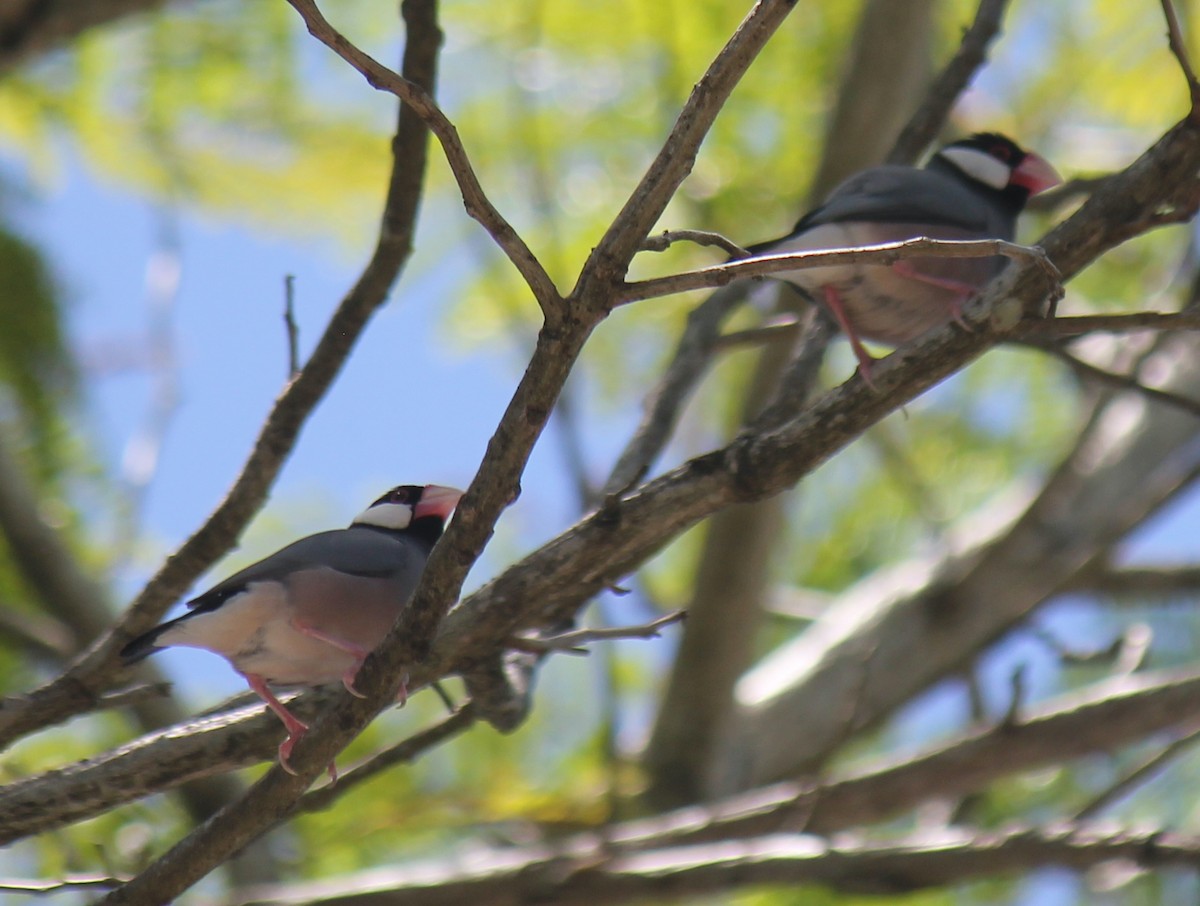 Java Sparrow - ML624574353