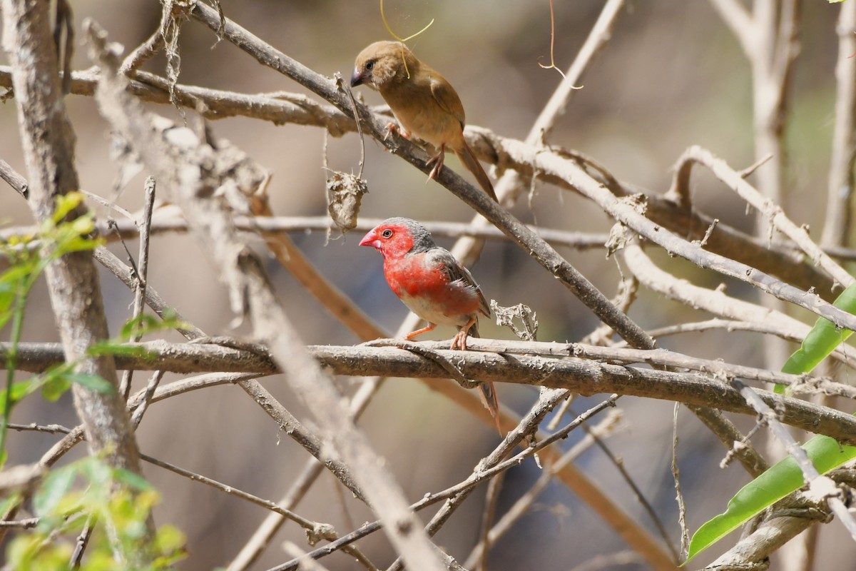 Crimson Finch (White-bellied) - ML624574410