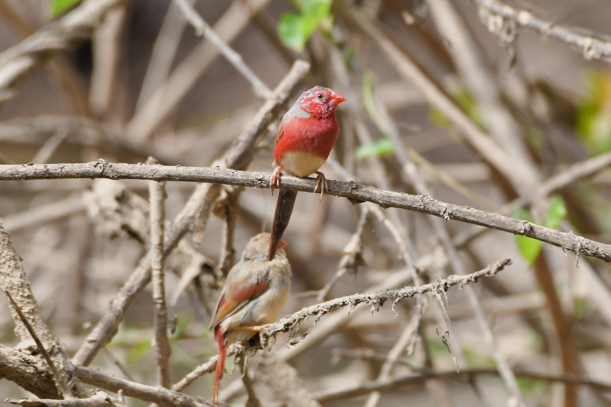 Crimson Finch (White-bellied) - ML624574411