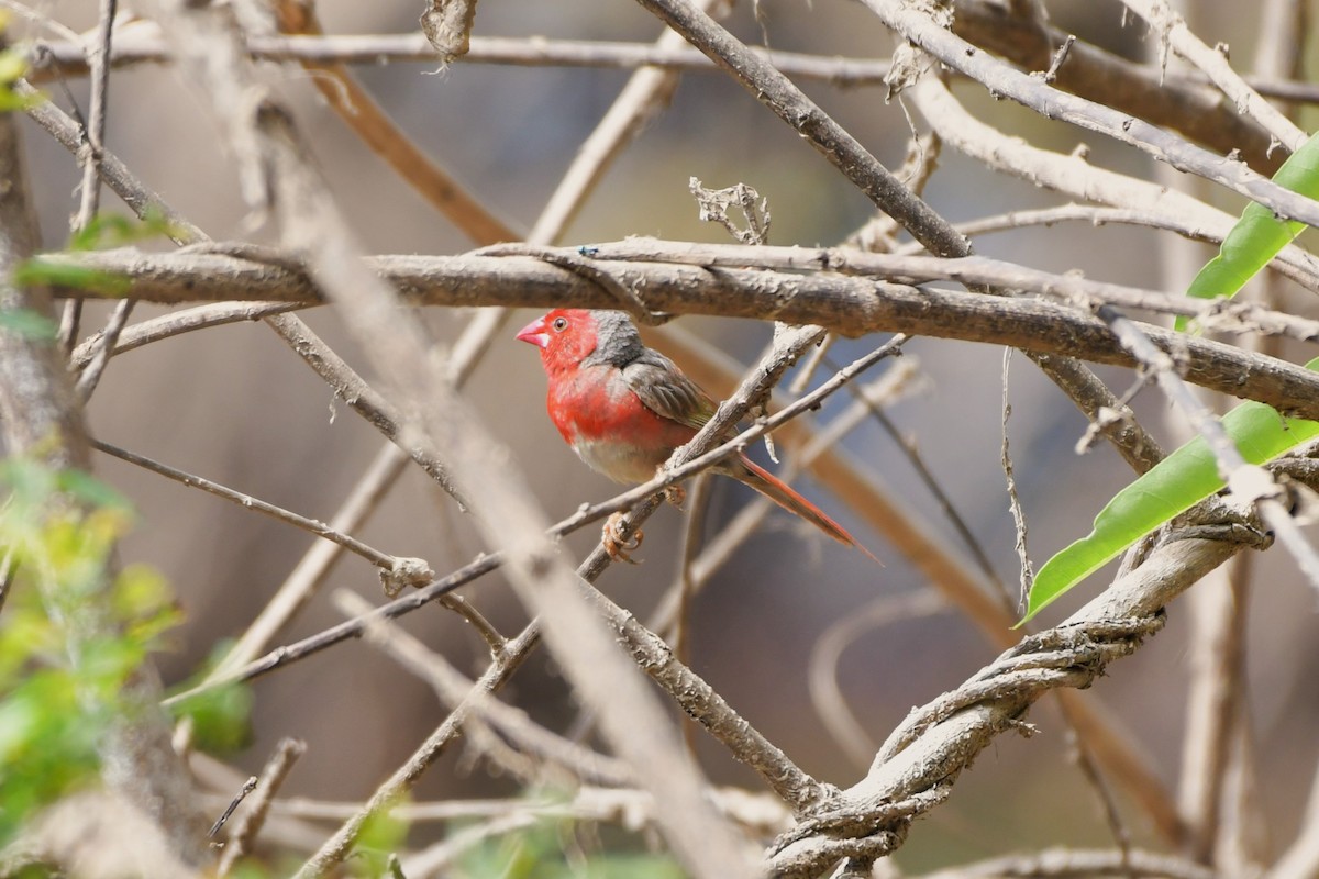 Crimson Finch (White-bellied) - ML624574412