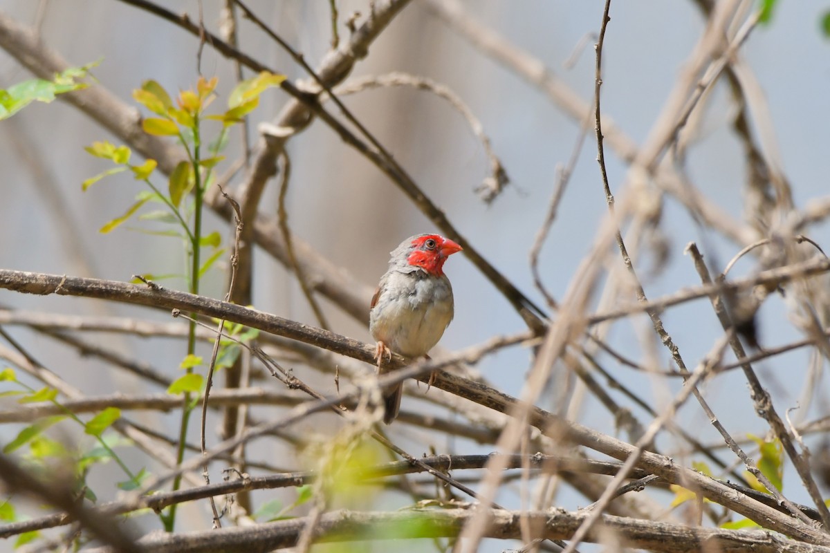 Crimson Finch (White-bellied) - ML624574413