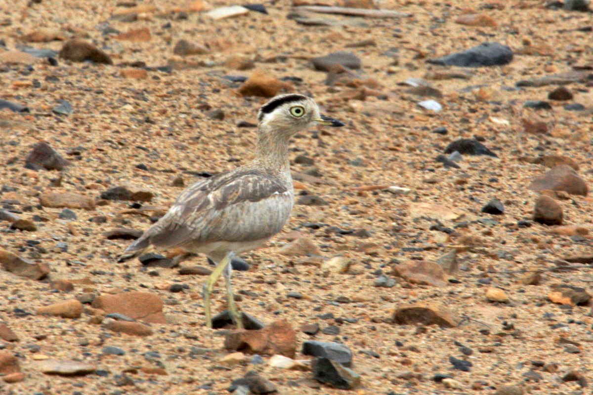 Peruvian Thick-knee - ML624574422