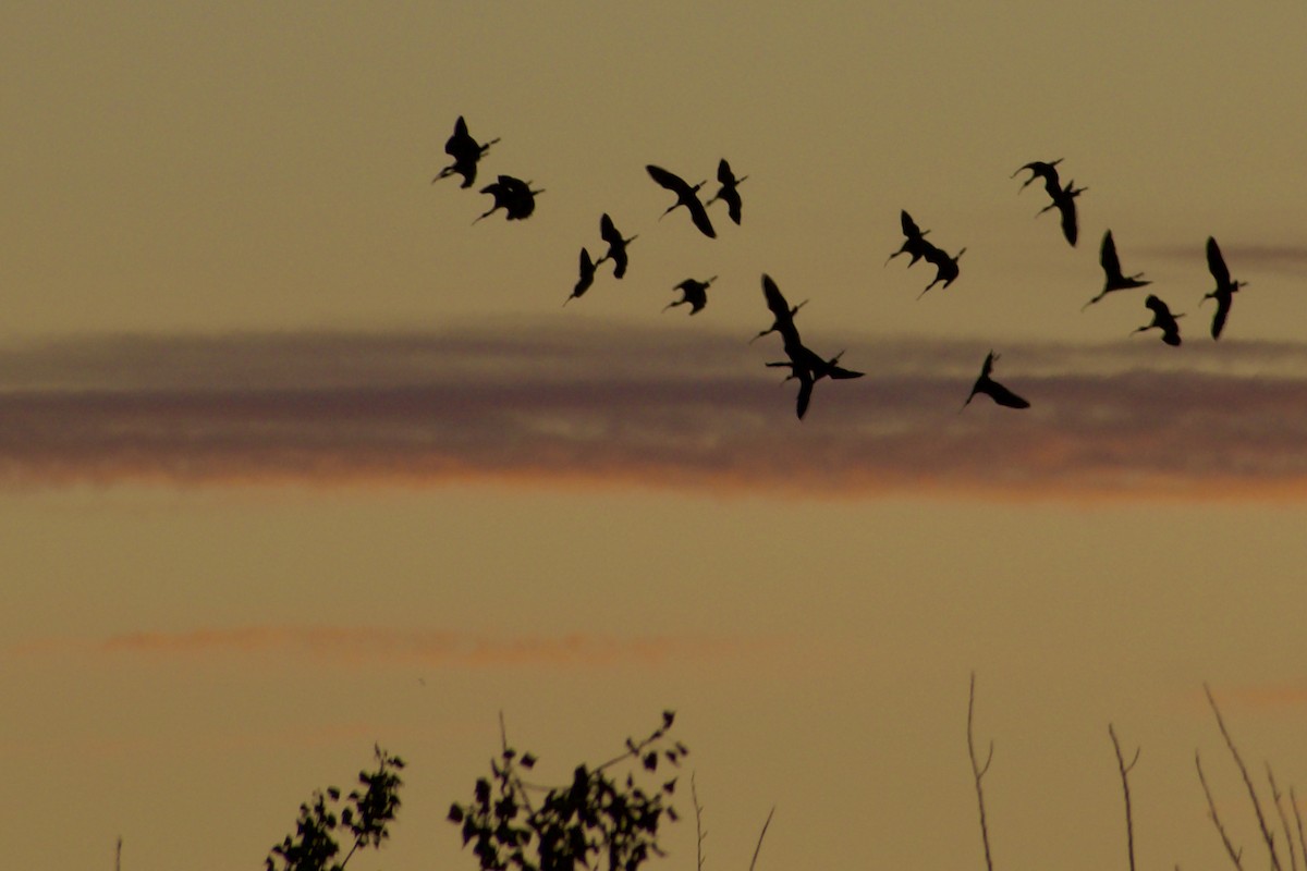 White-faced Ibis - ML624574425