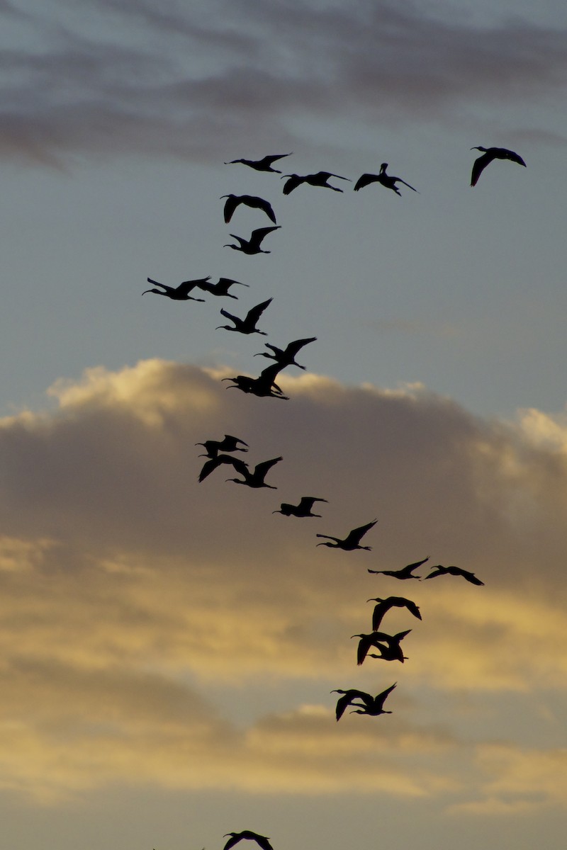 White-faced Ibis - Philip Fiorio