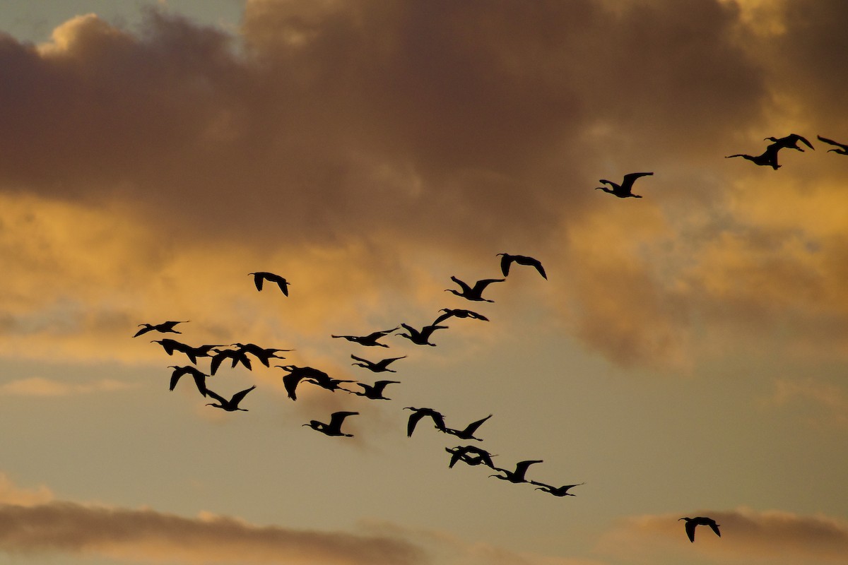 White-faced Ibis - ML624574427