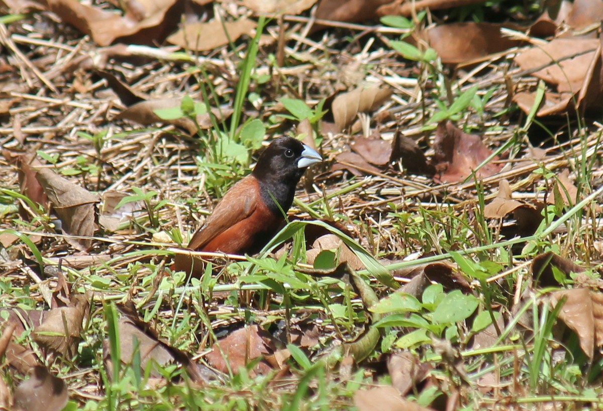 Chestnut Munia - ML624574430