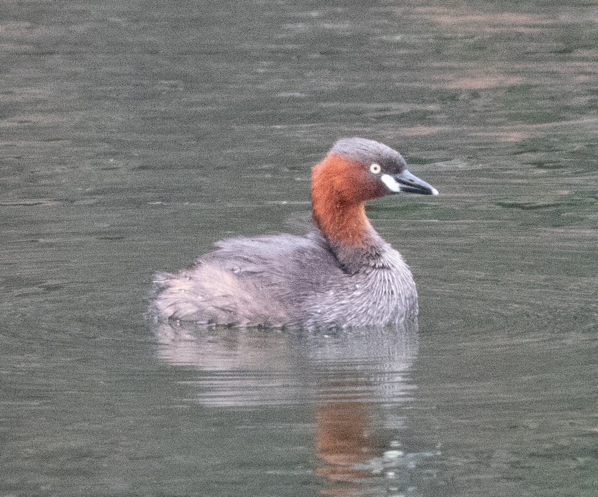 Little Grebe - ML624574431