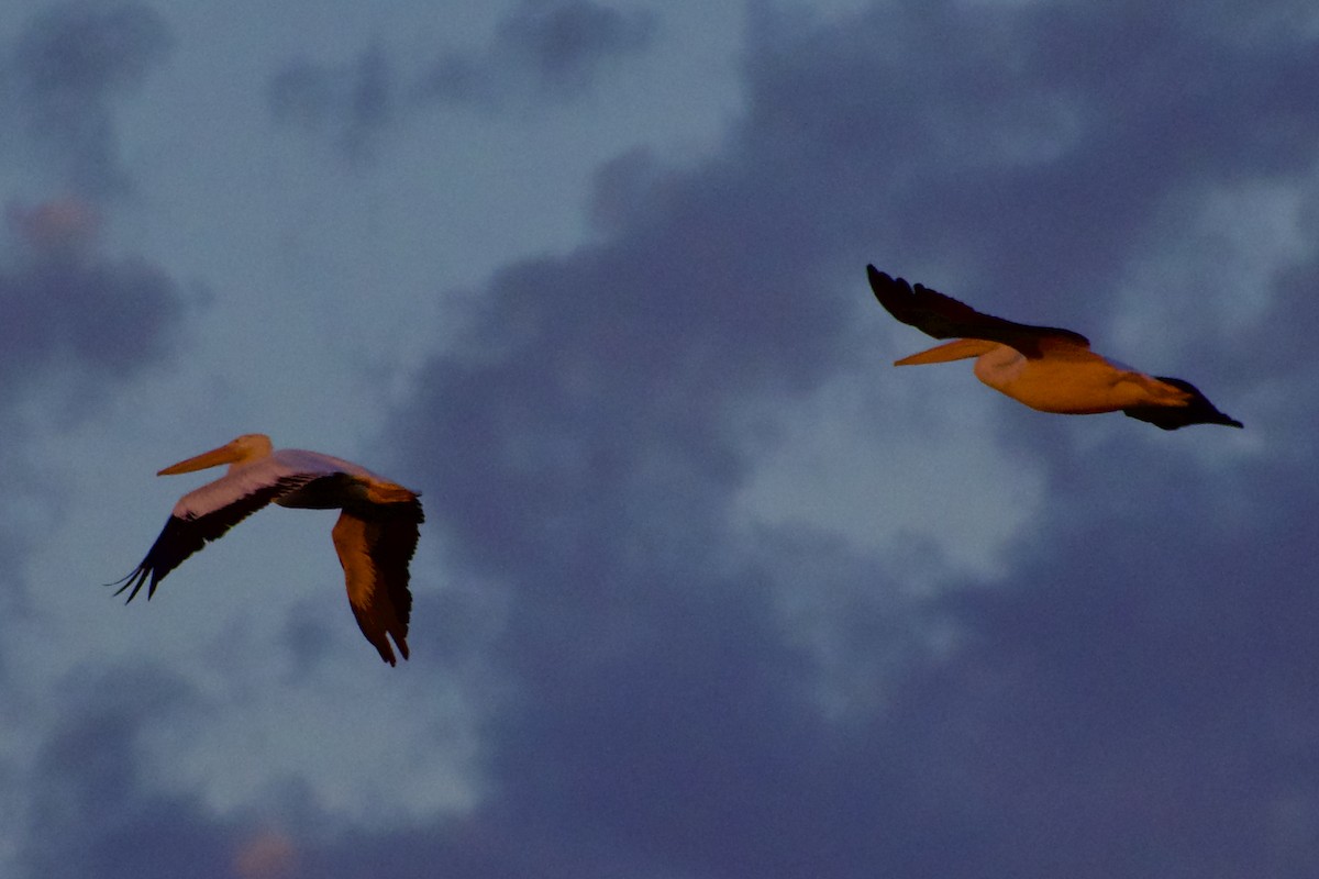 American White Pelican - ML624574433