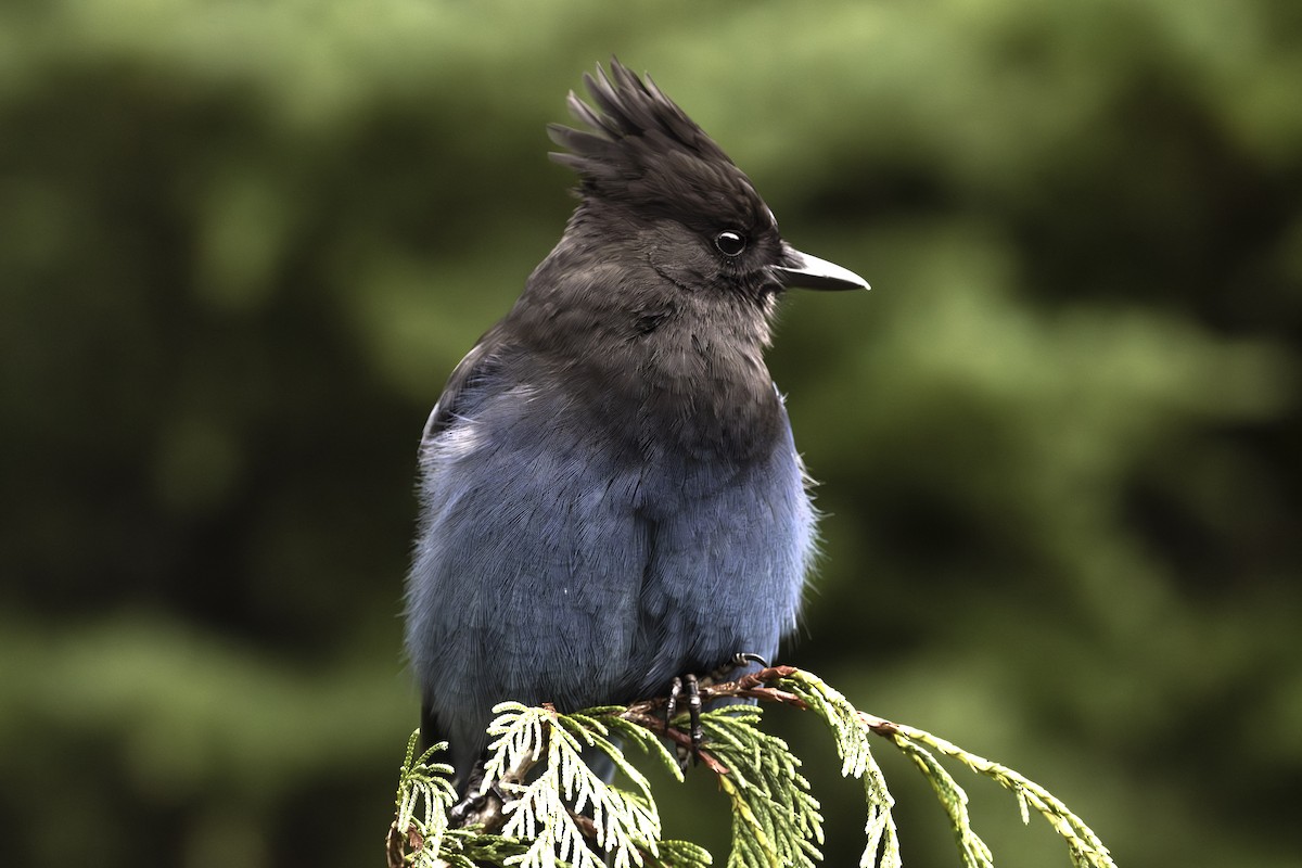 Steller's Jay - ML624574434