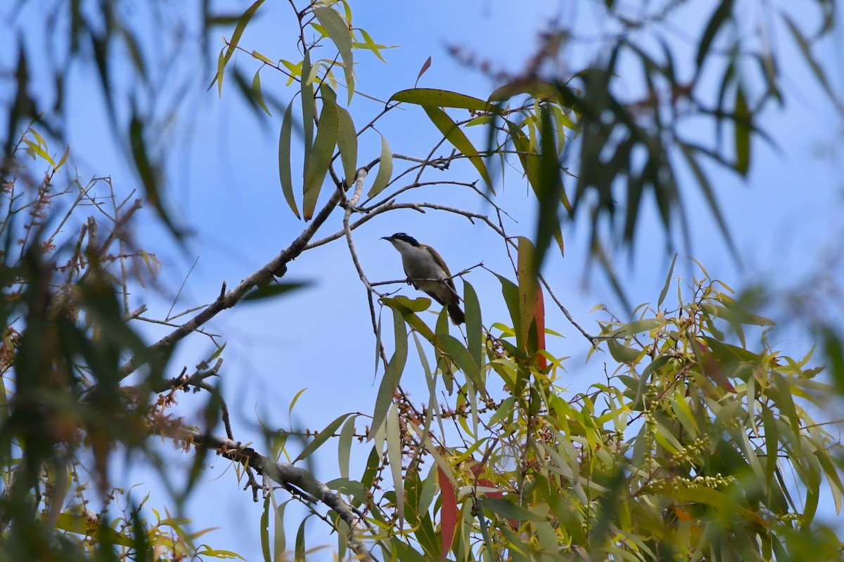 White-throated Honeyeater - ML624574435