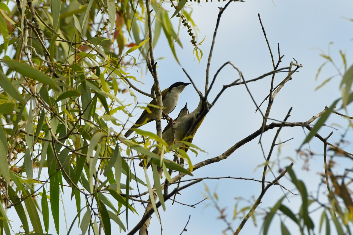 White-throated Honeyeater - ML624574436