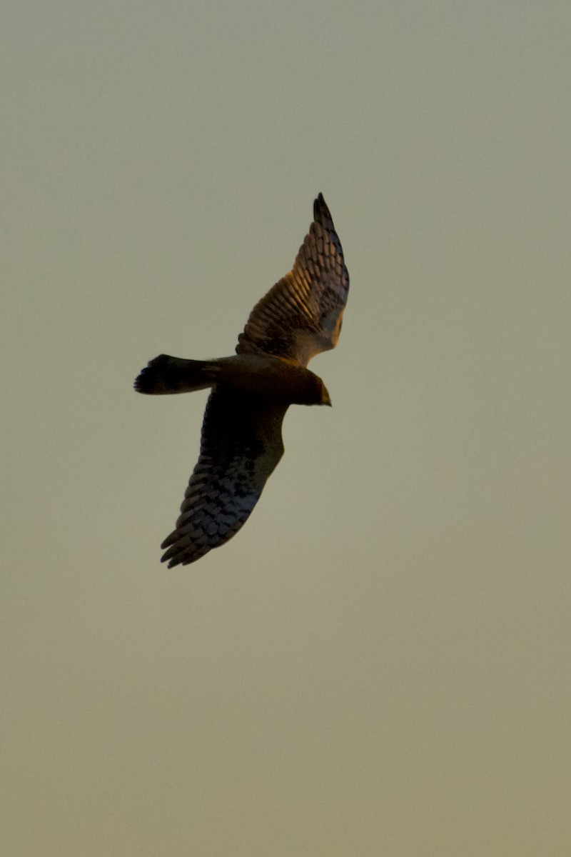 Northern Harrier - ML624574438