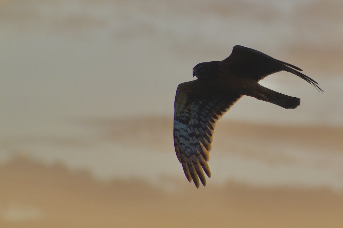 Northern Harrier - ML624574439