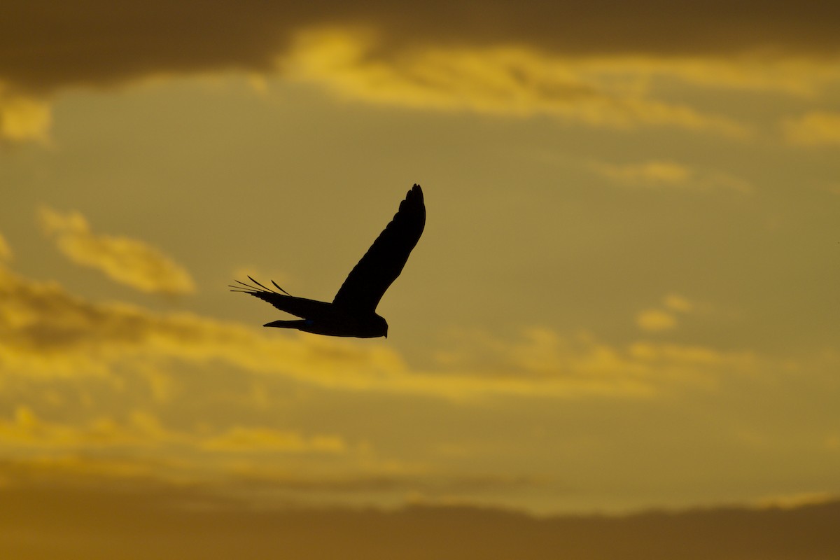 Northern Harrier - ML624574440