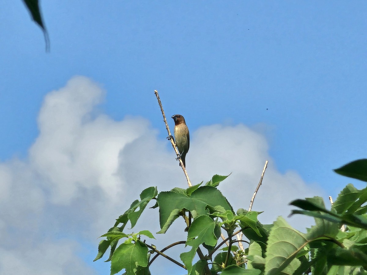 Scaly-breasted Munia - ML624574443