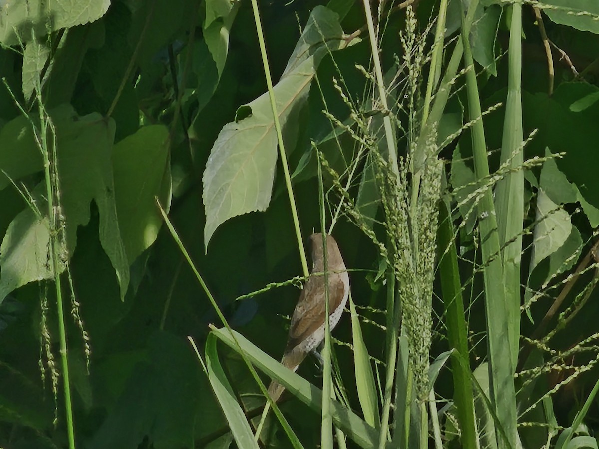 Scaly-breasted Munia - ML624574444