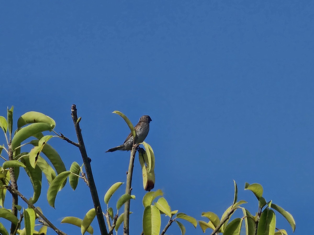 Scaly-breasted Munia - ML624574445