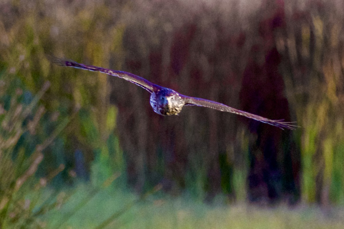 Sharp-shinned Hawk - ML624574447