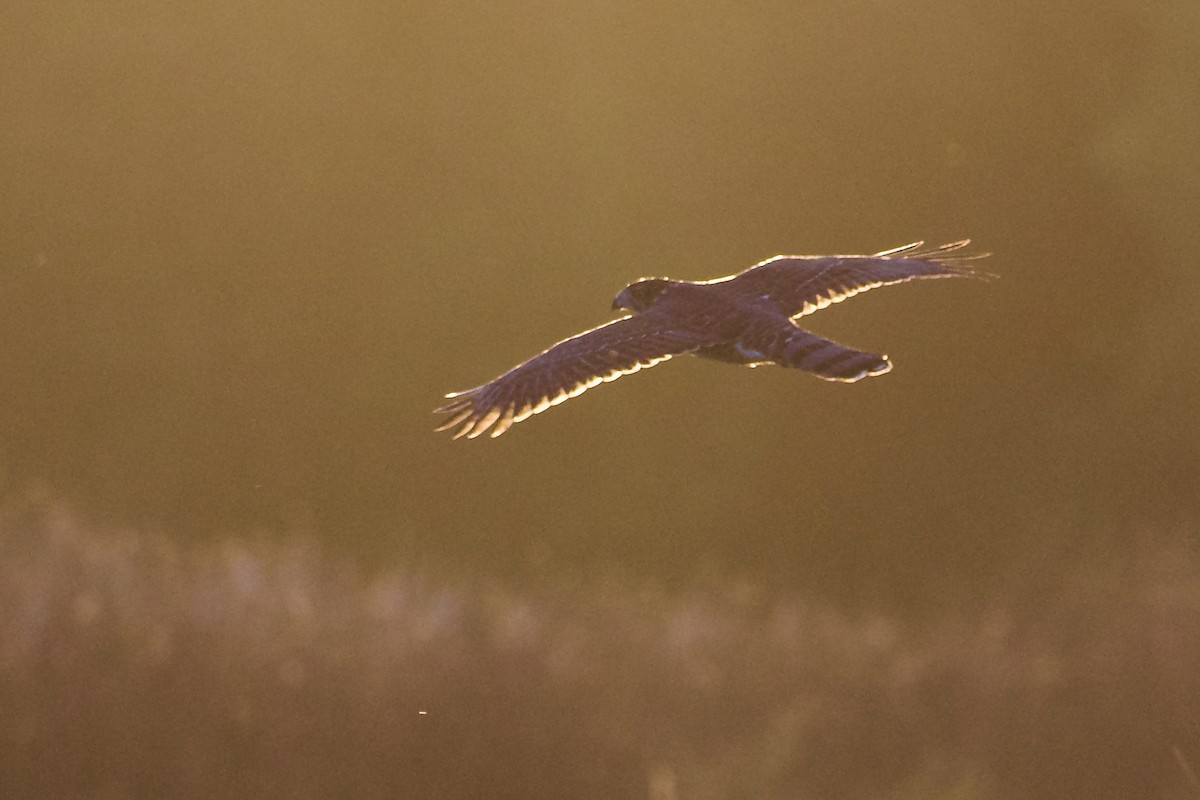 Sharp-shinned Hawk - ML624574448