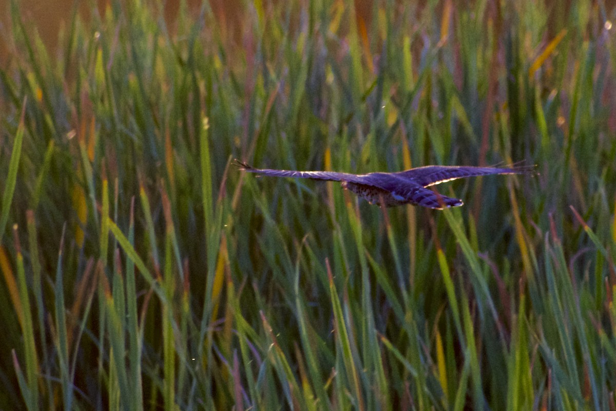 Sharp-shinned Hawk - ML624574449