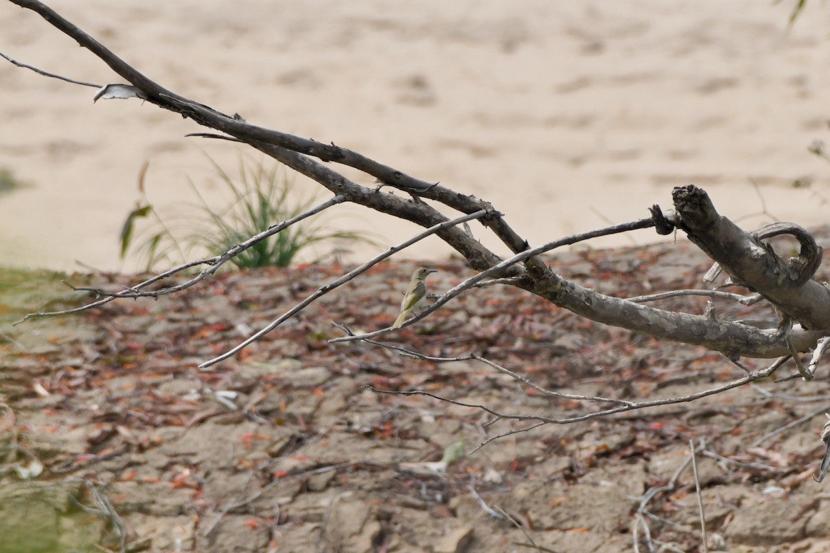 Brown Honeyeater - ML624574450