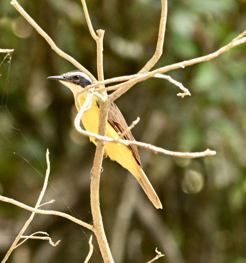 Lesser Kiskadee - ML624574455