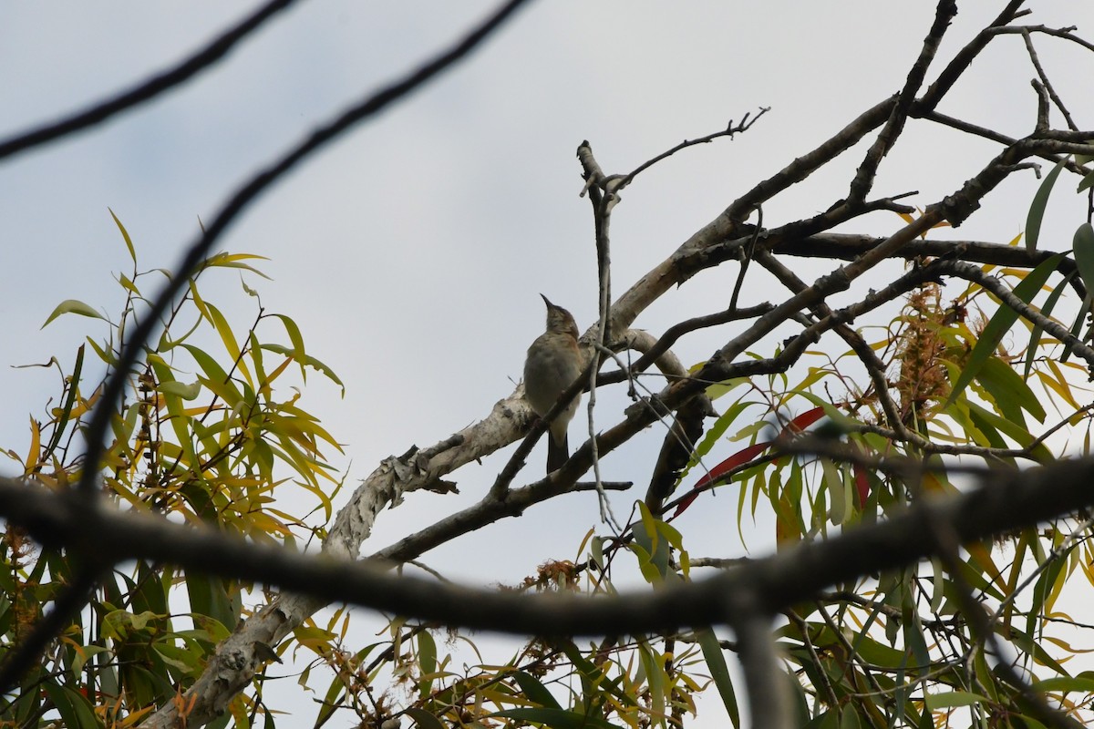 Brown-backed Honeyeater - ML624574460