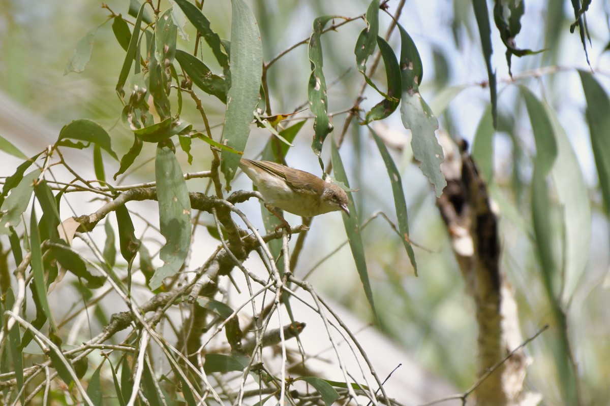 Brown-backed Honeyeater - ML624574461